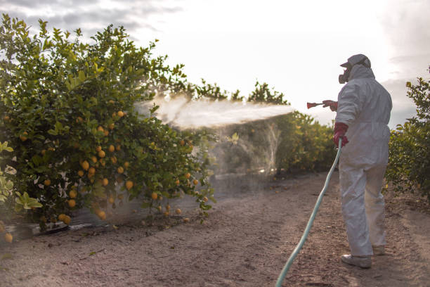 Best Mosquito Control Services  in Mount Ephraim, NJ