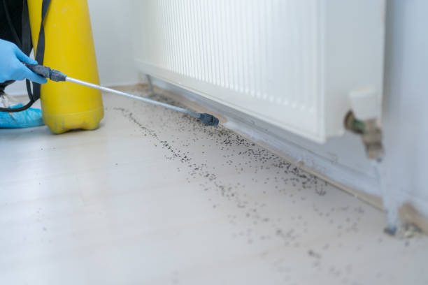 Wasp Removal Services in Mount Ephraim, NJ