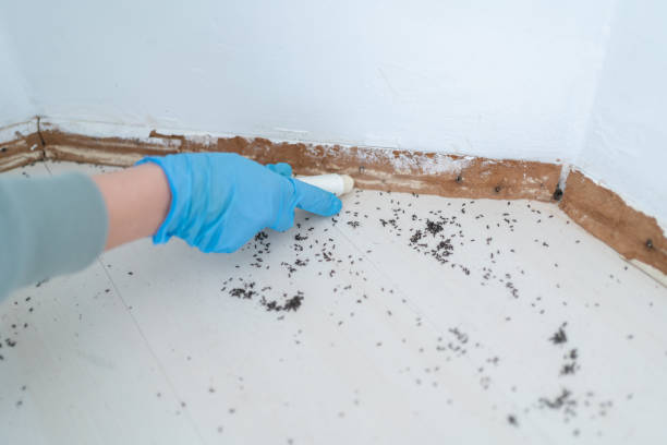 Best Rat Extermination Near Me  in Mount Ephraim, NJ